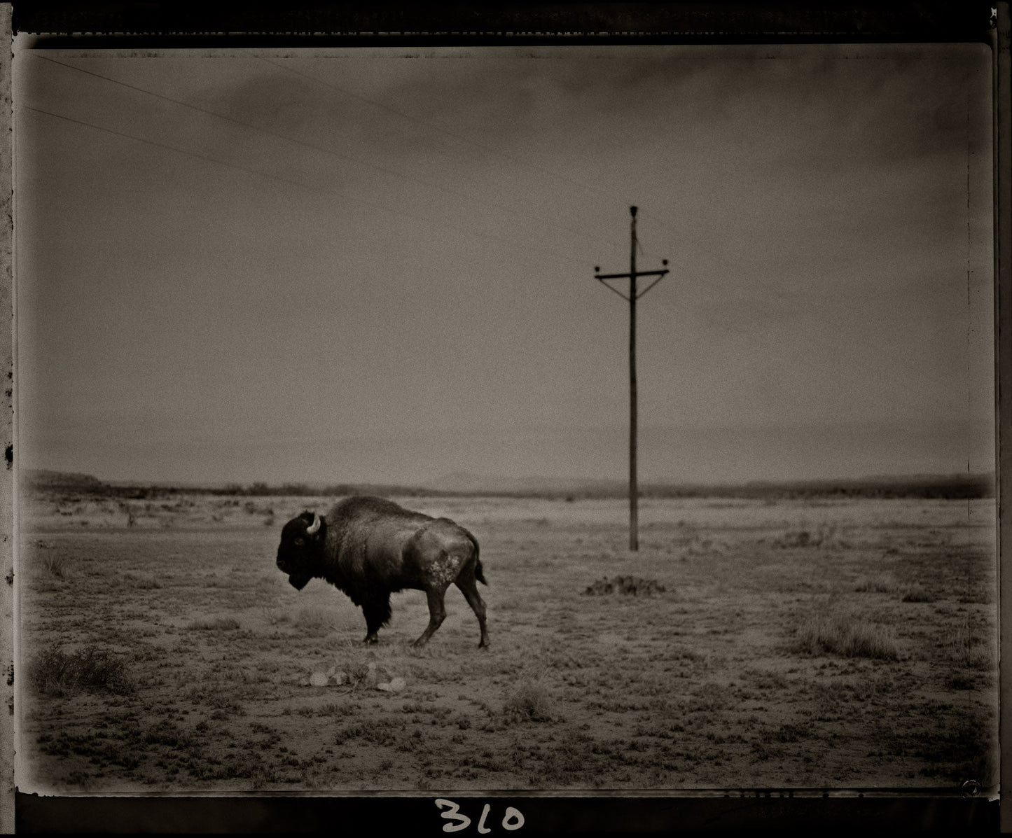 Marfa Bison with Telephone Pole