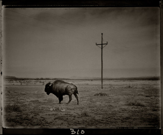 Marfa Bison with Telephone Pole