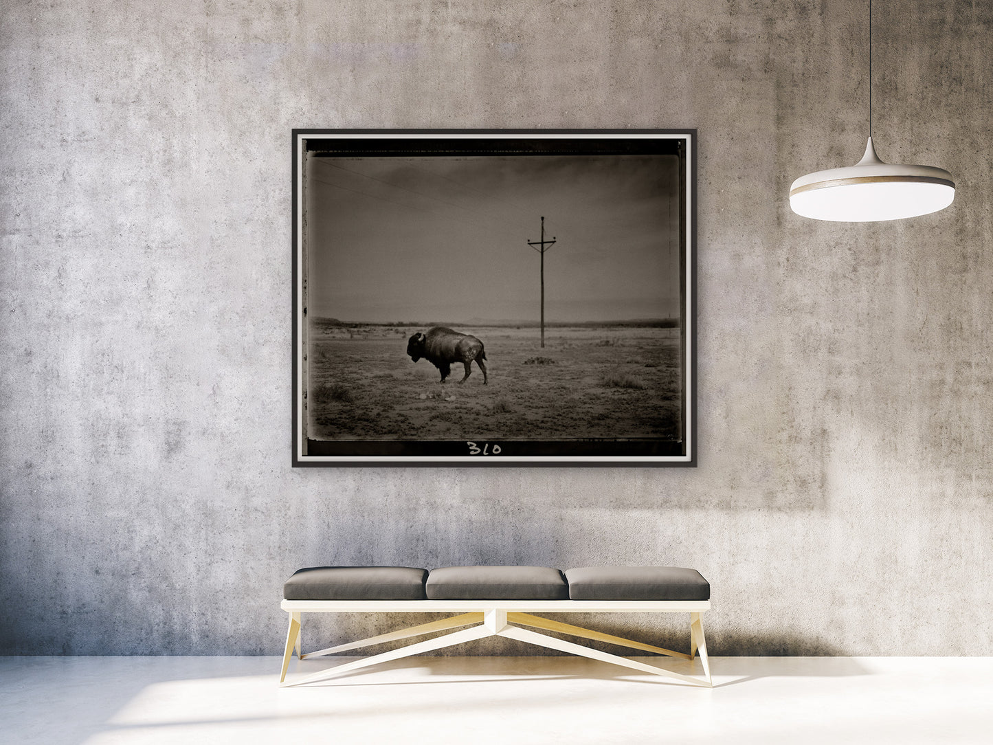 Marfa Bison with Telephone Pole
