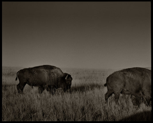 One and a Half Bison