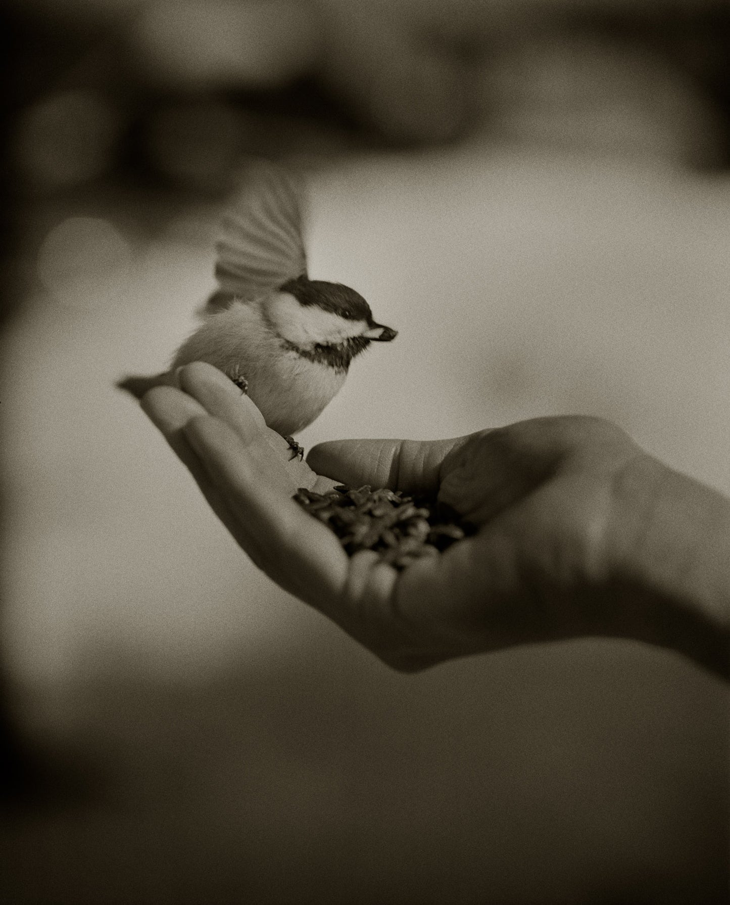 Chickadee Feeding I