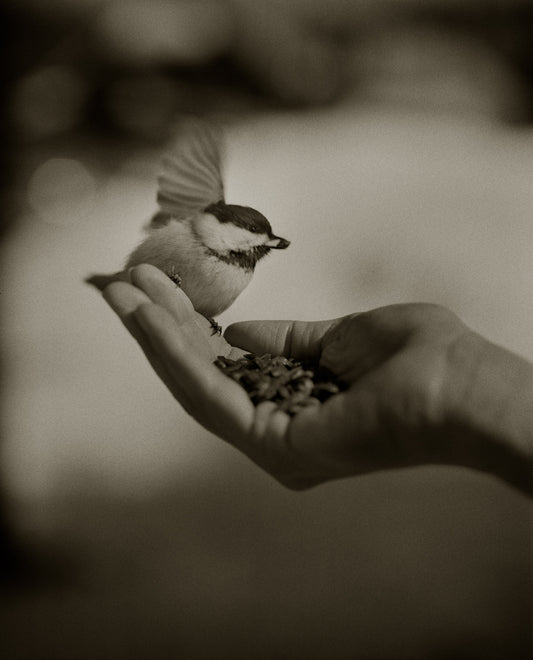 Chickadee Feeding I