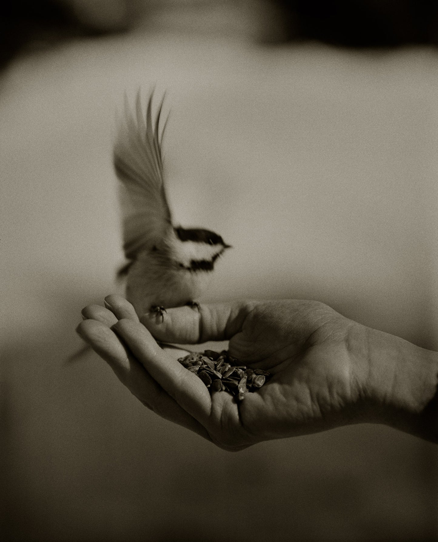 Chickadee Feeding II
