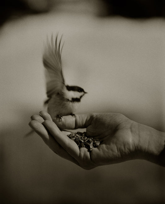 Chickadee Feeding II