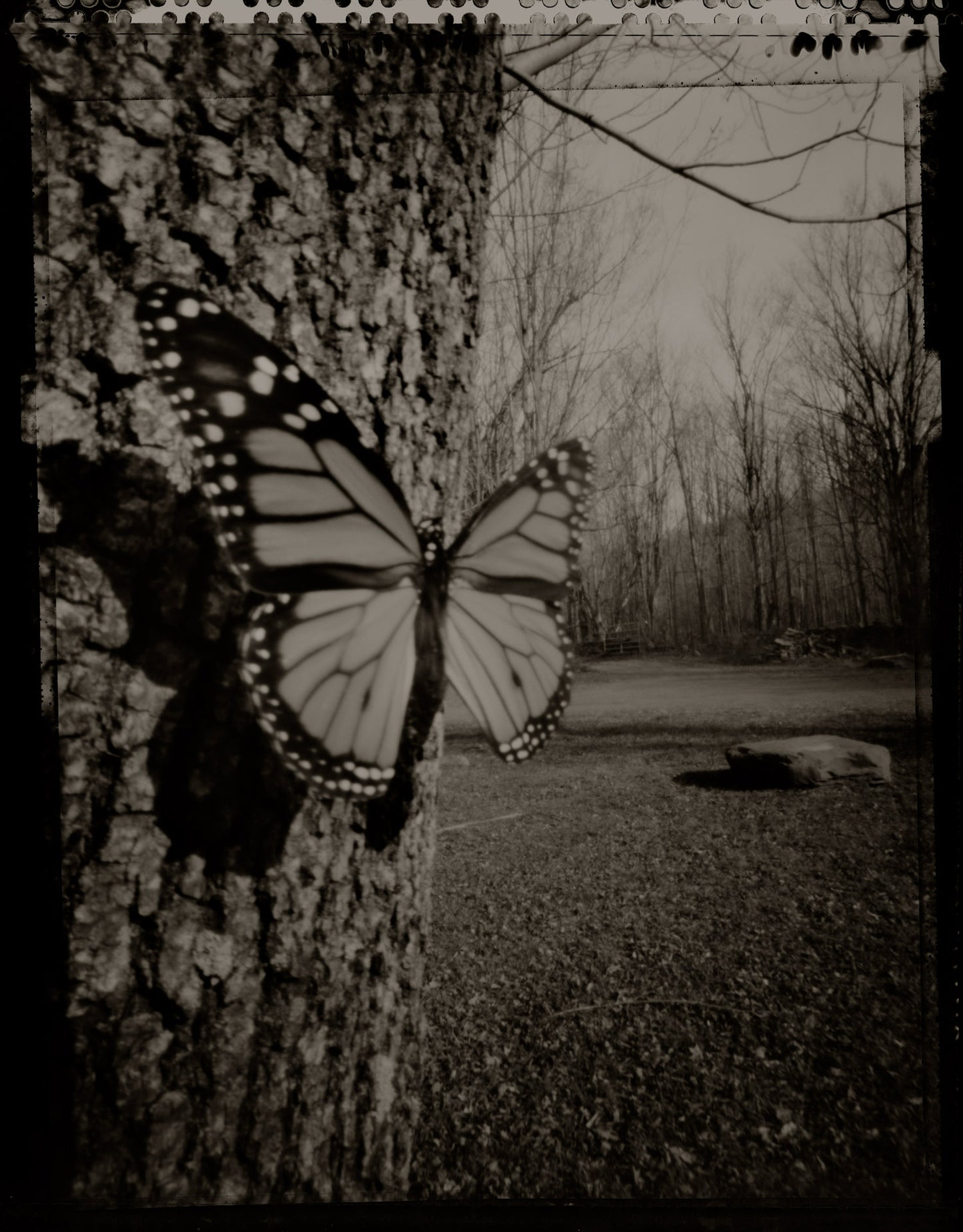 One Monarch