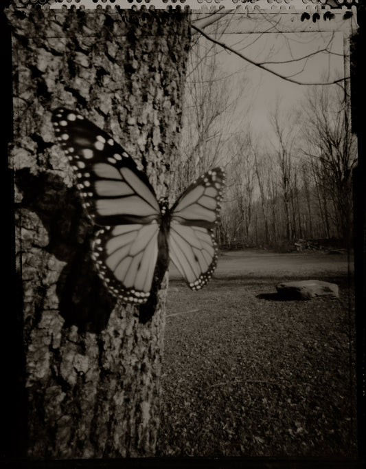 One Monarch