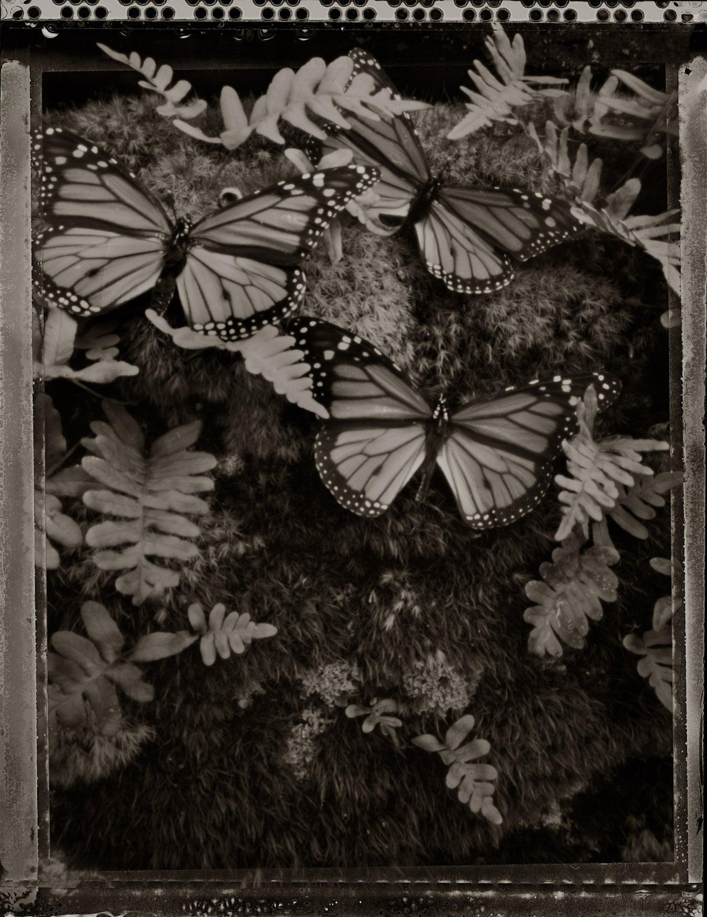 Three Monarchs