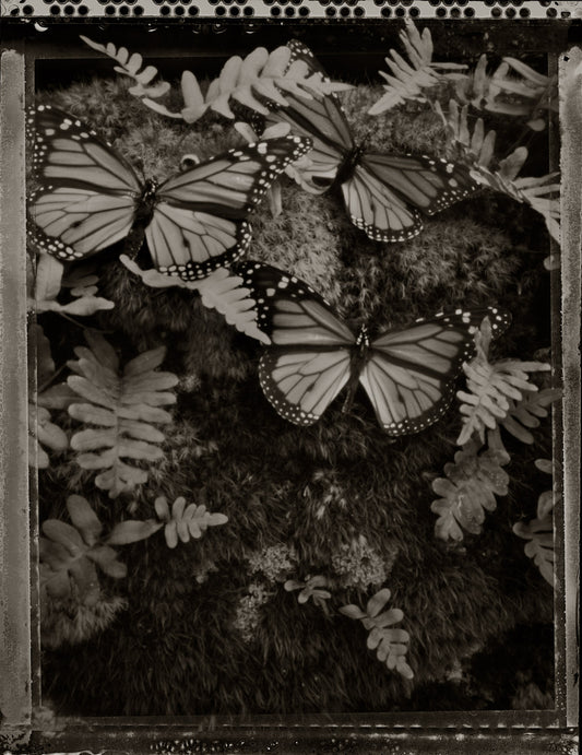 Three Monarchs