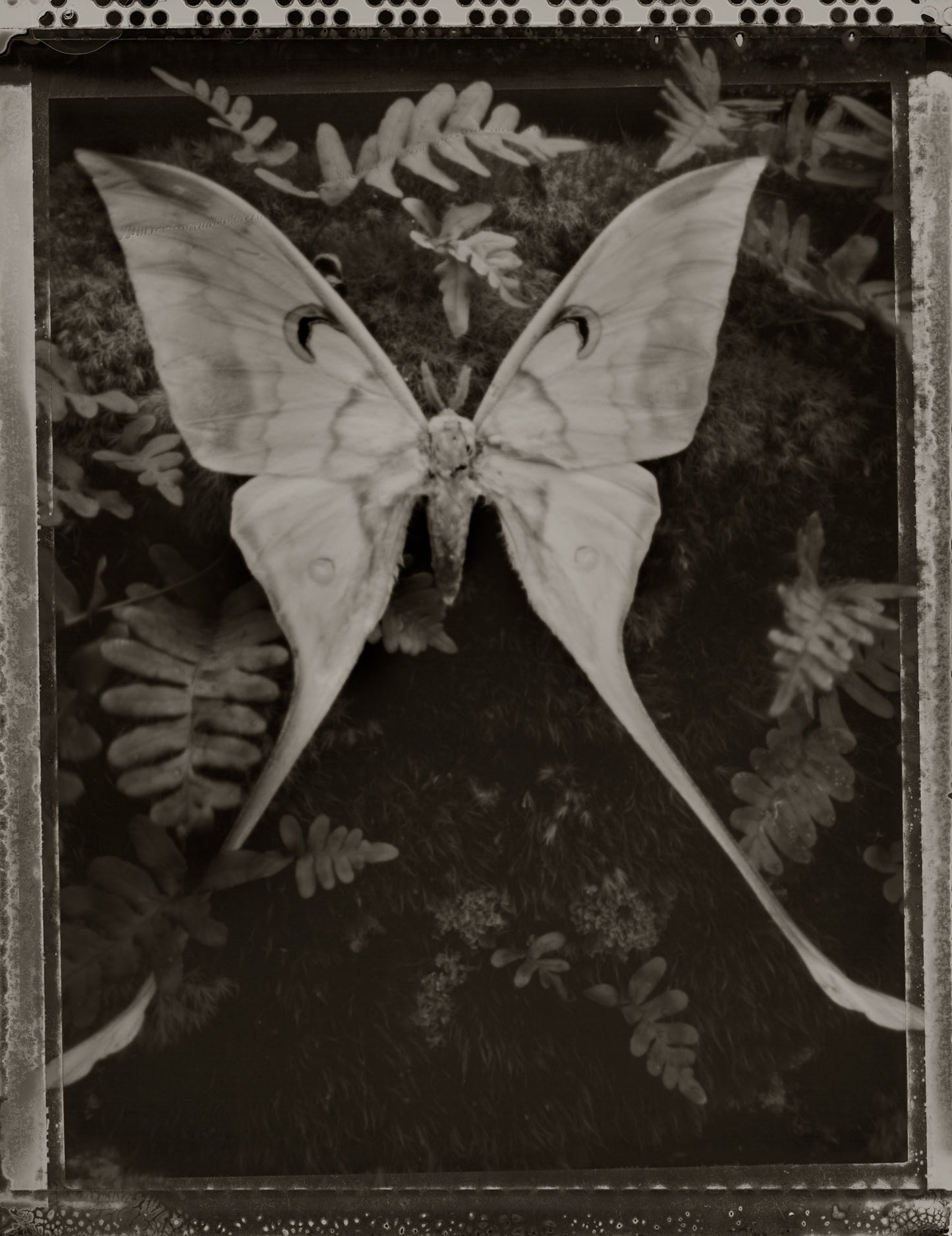 Moth