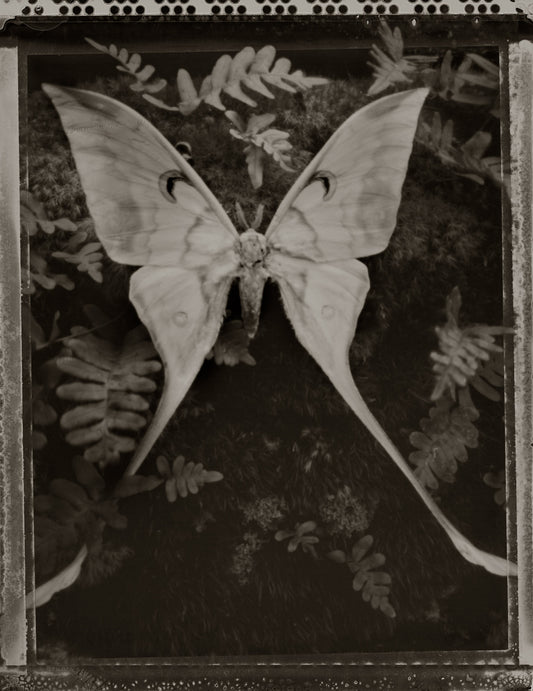Moth