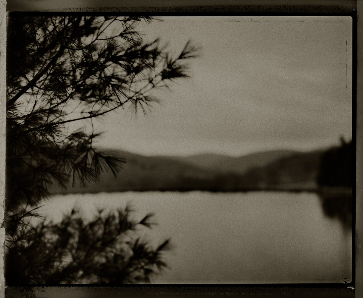 Coniferous with Pond