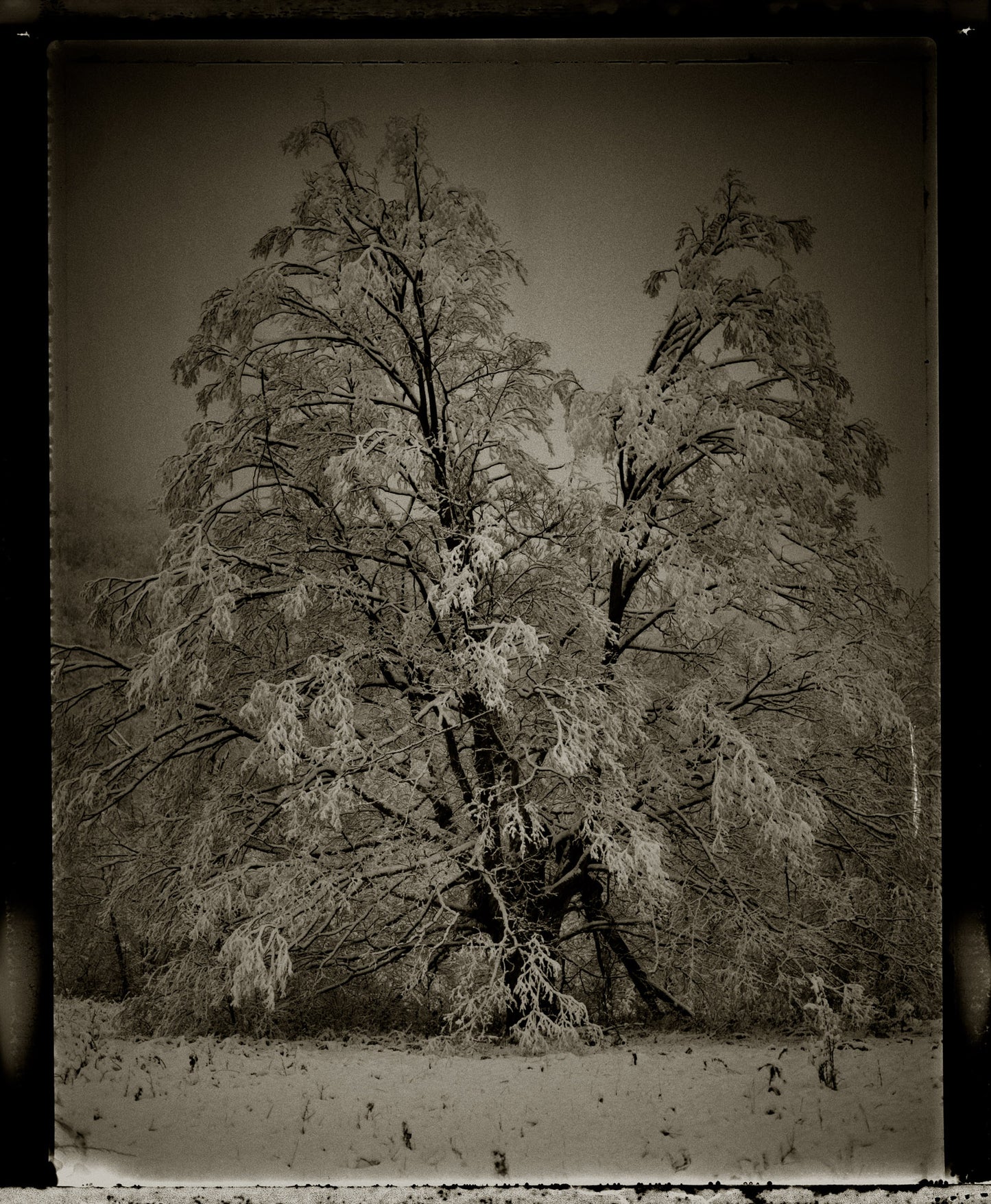 First Snowfall