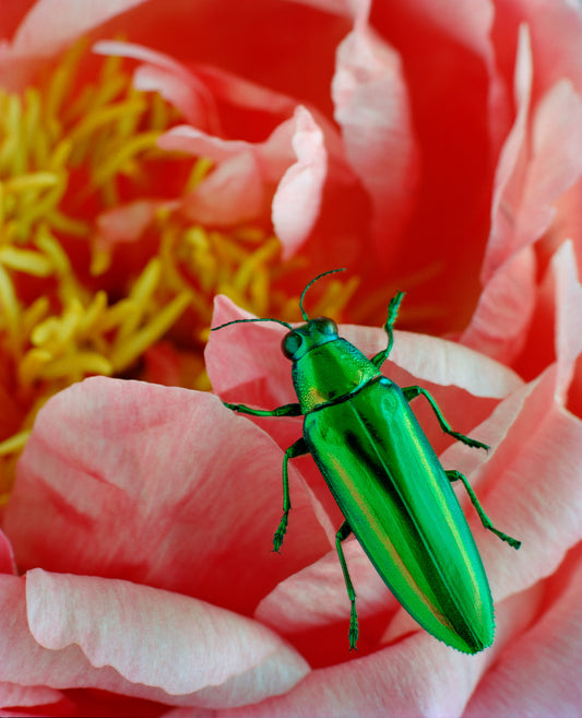 Green Beetle on Pink Peony