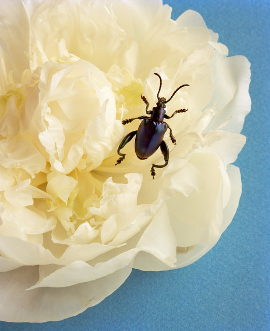 Blue Beetle on White Peony
