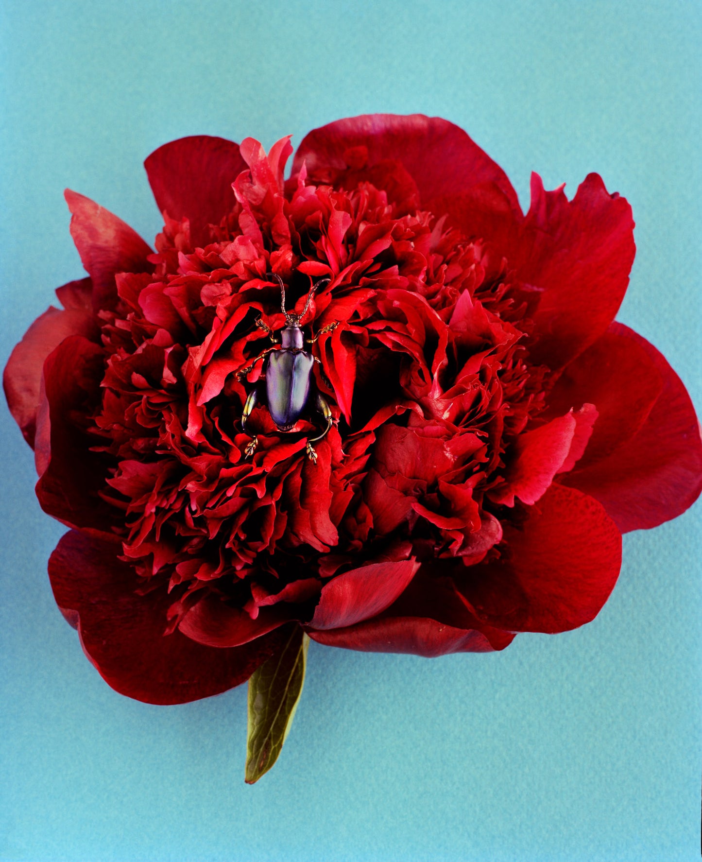 Blue Beetle on Red Peony