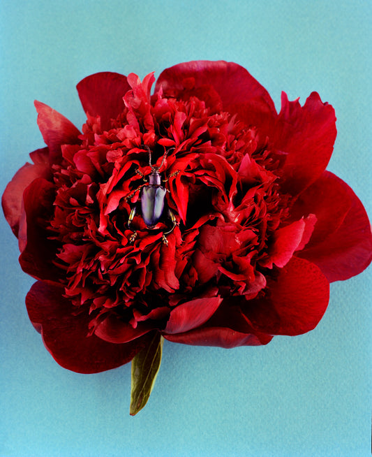 Blue Beetle on Red Peony