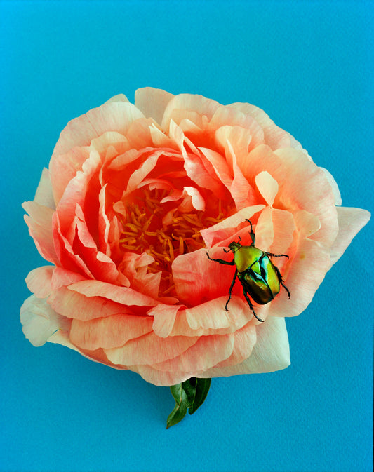 Green & Blue Beetle on Pink Peony