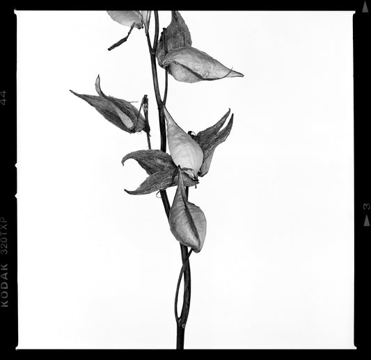 Dried Milkweed on White