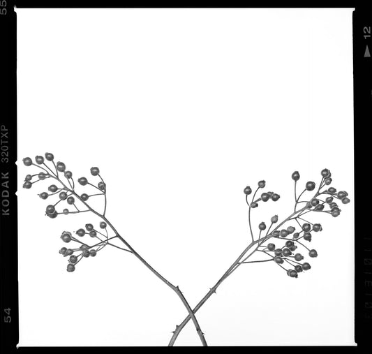 Criss Cross on White