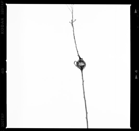 One on White