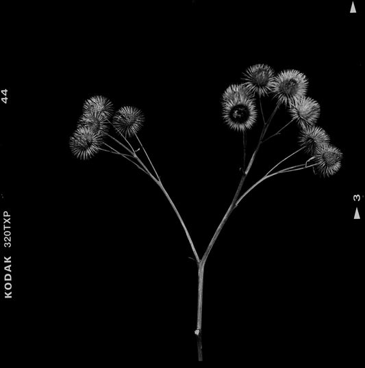 Little Thistle on Black