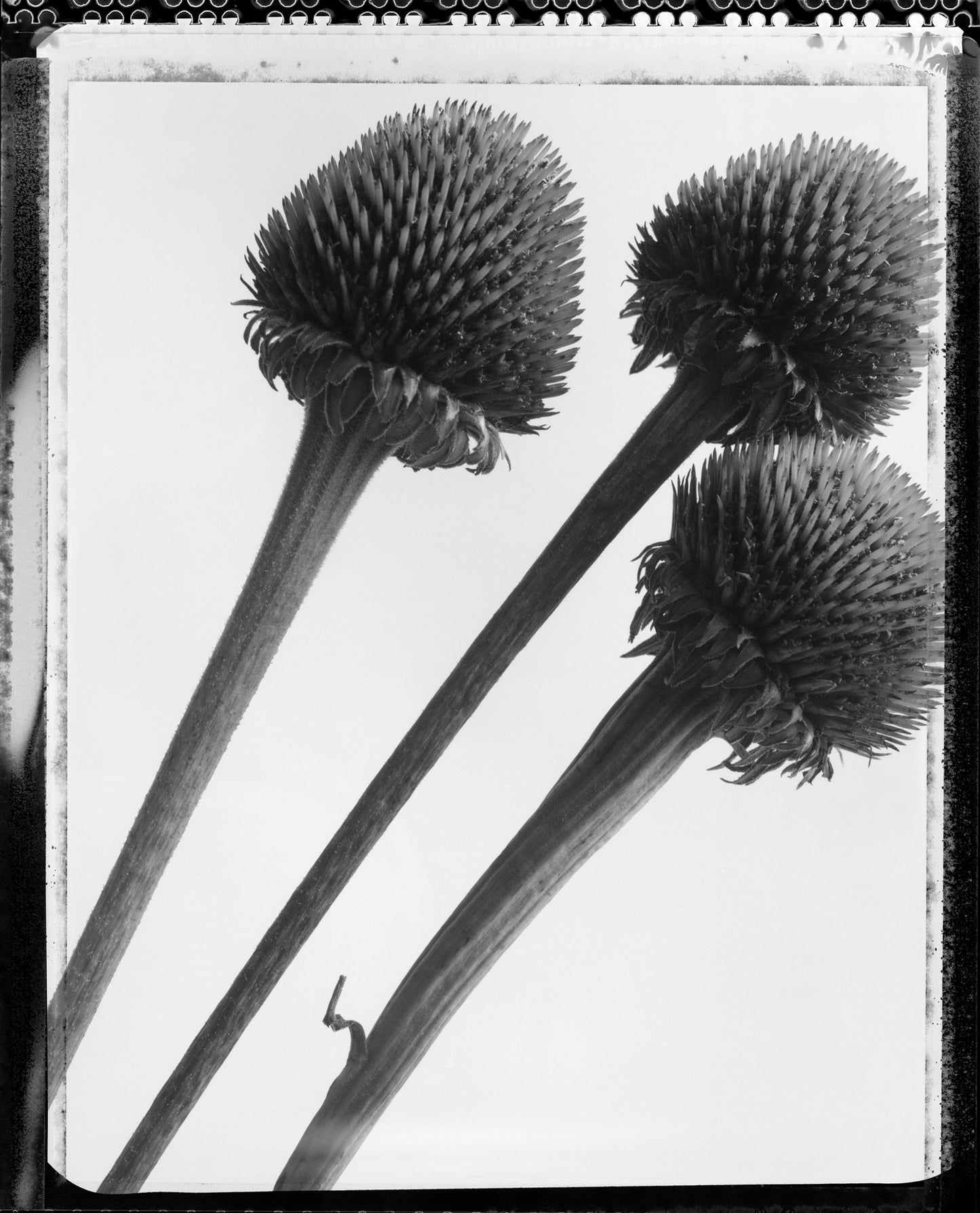 Three Thistles on Type 55
