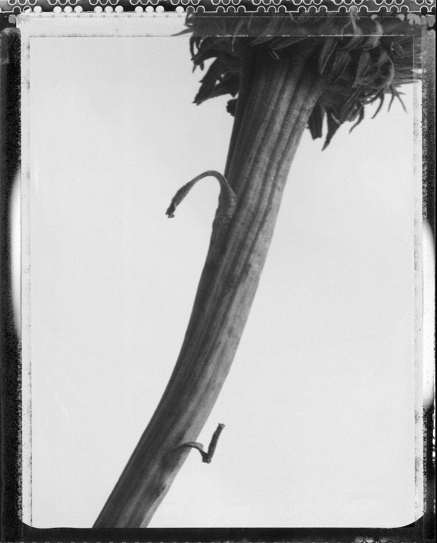 Thistle Stem on Type 55