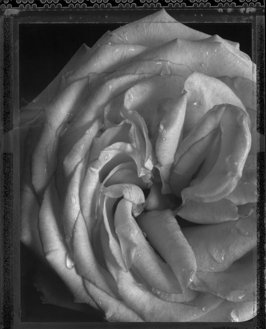 White Rose on Black I on Type 55