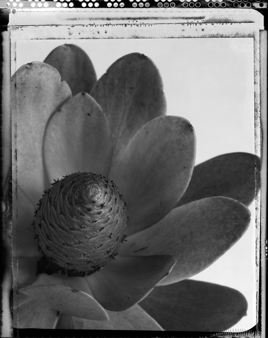 Left Succulent on Type 55