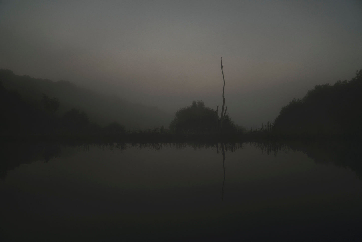 Dead Tree by Pond