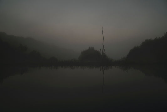 Dead Tree by Pond