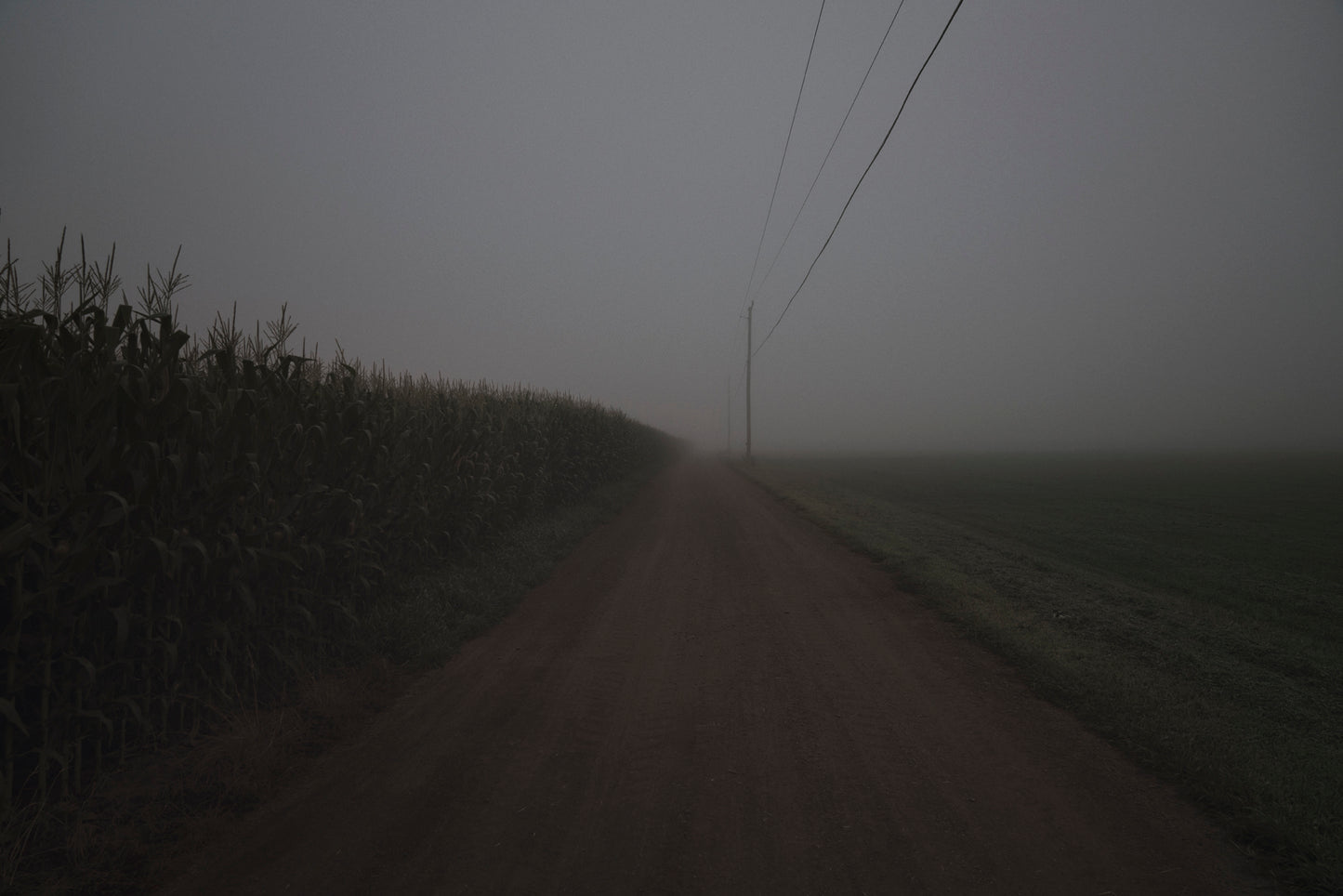 Corn with Telephone Wire