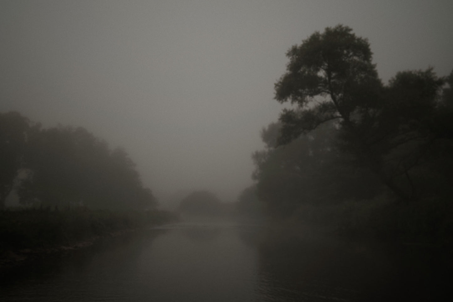 River with Tree