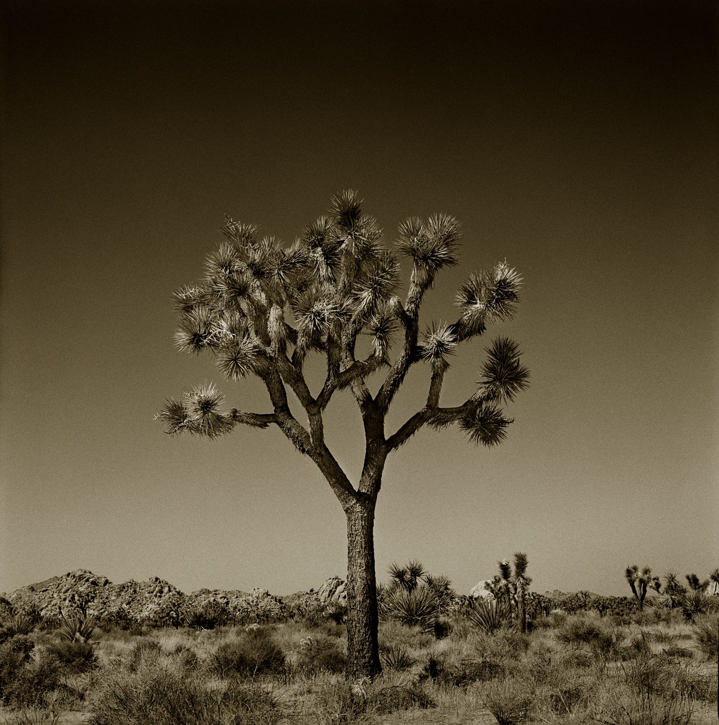 Classic Joshua Tree I