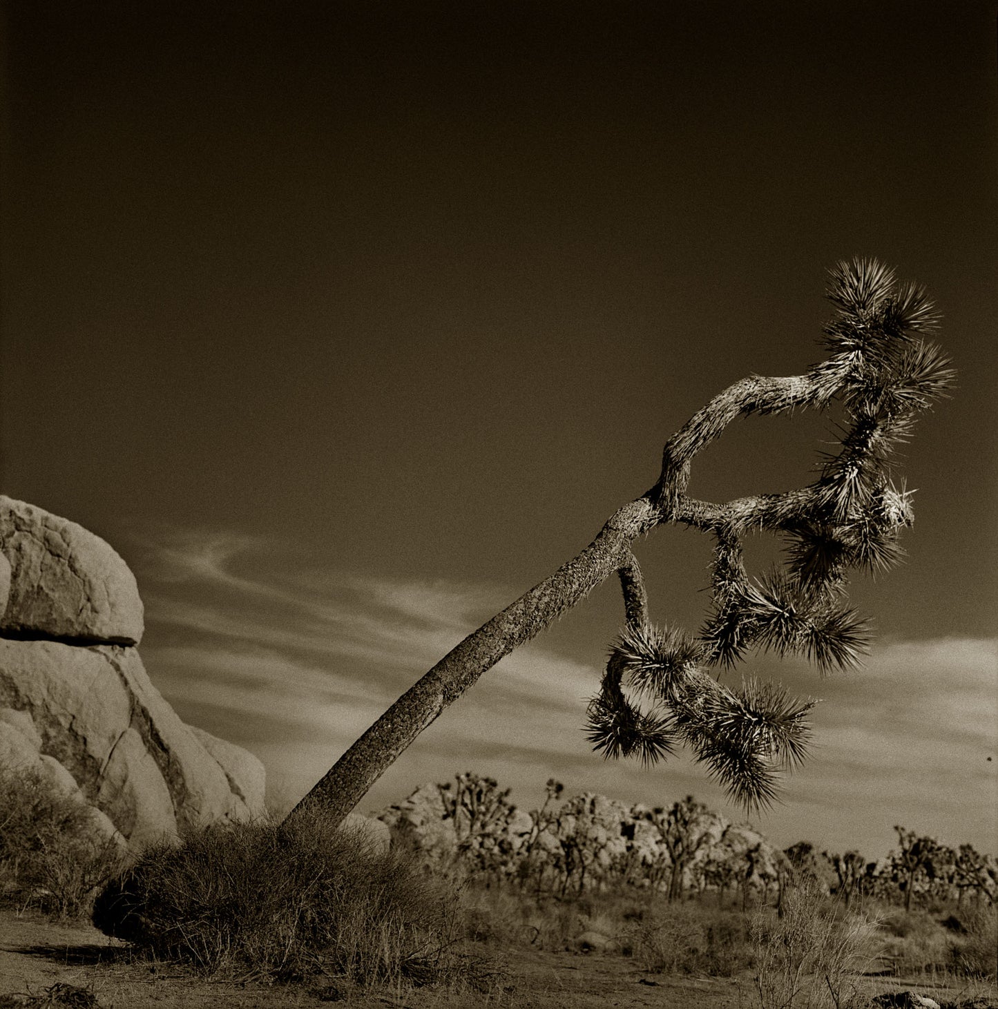 Leaning Tower Of Joshua Tree