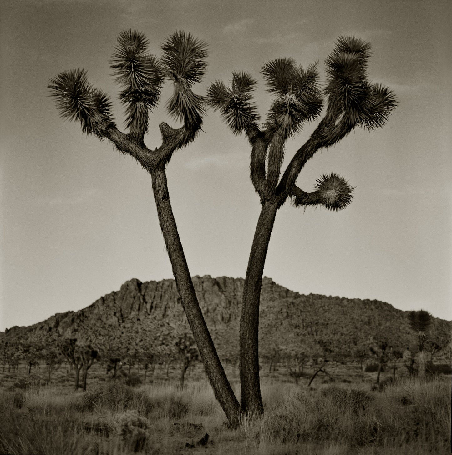 Split Joshua Tree