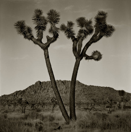 Split Joshua Tree