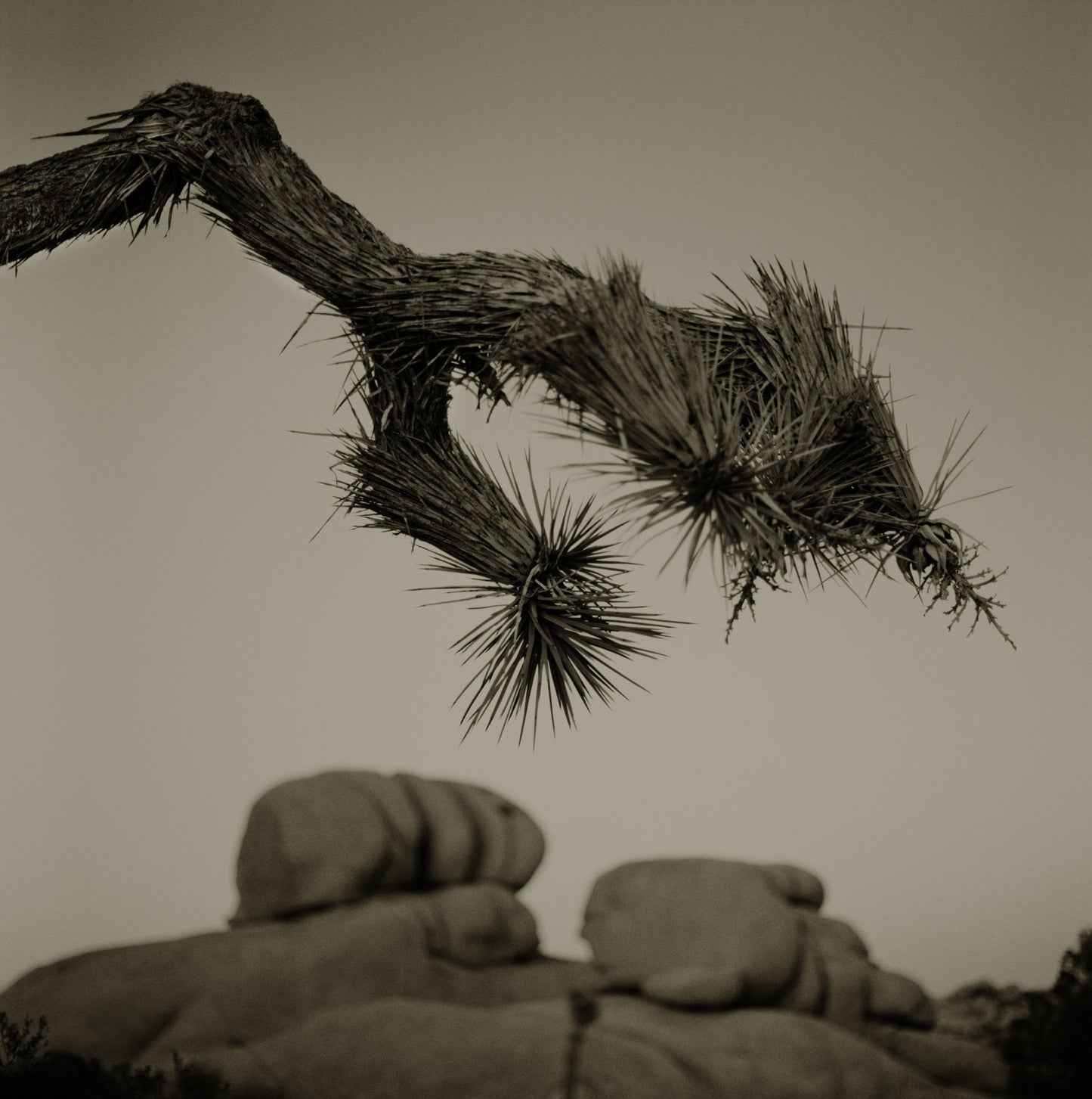 Joshua Tree Branch Over Rocks
