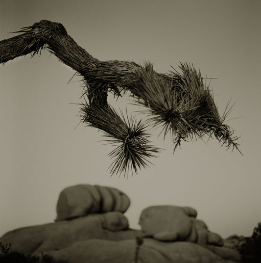 Joshua Tree Branch Over Rocks