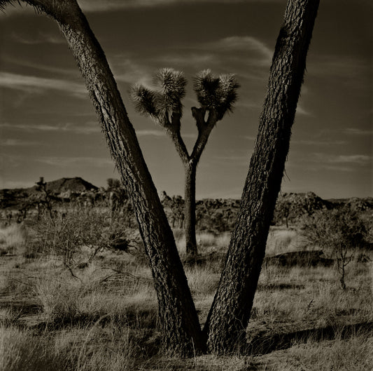 Joshua Tree In A “V”