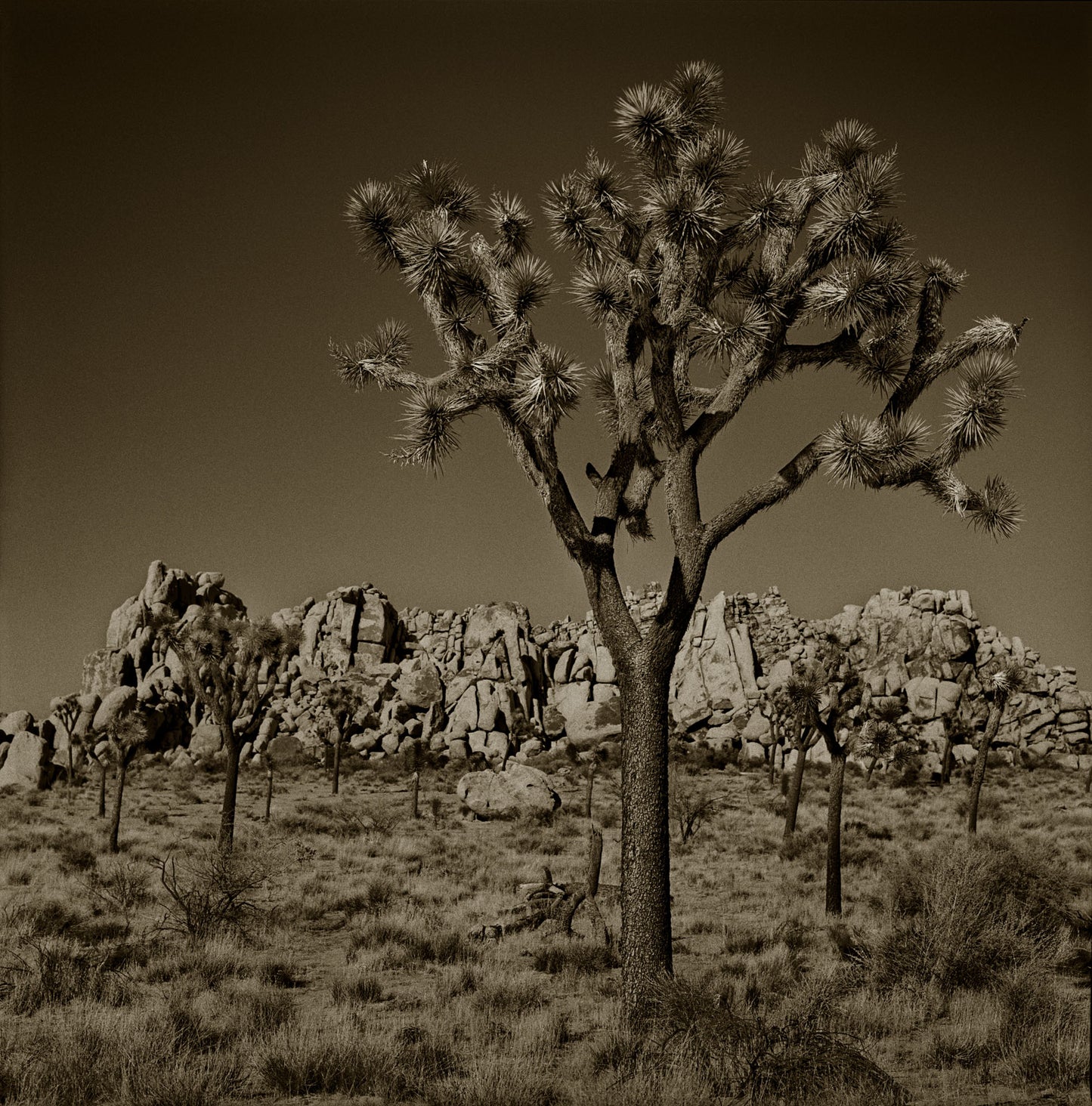 Classic Joshua Tree II