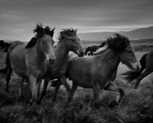Midnight Roundup, Iceland