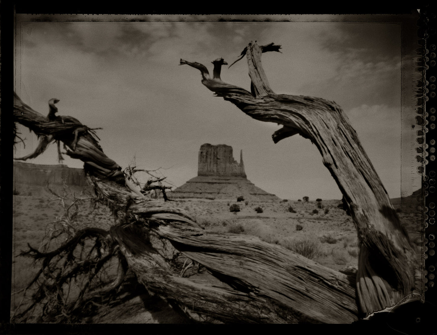 West Mitten Butte through Ancient Dead Tree
