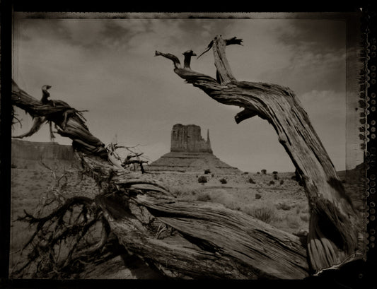 West Mitten Butte through Ancient Dead Tree
