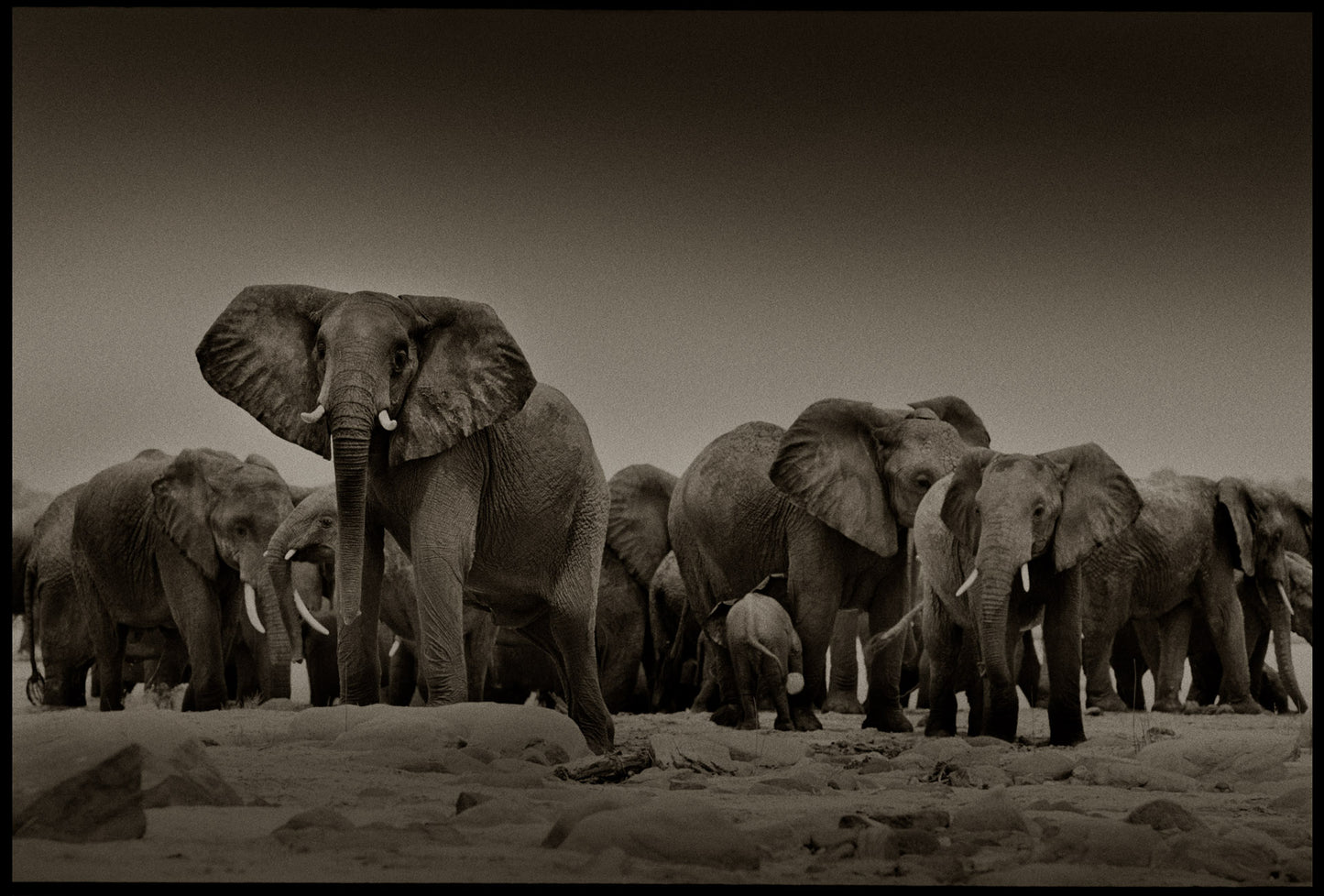Greeting The Herd I