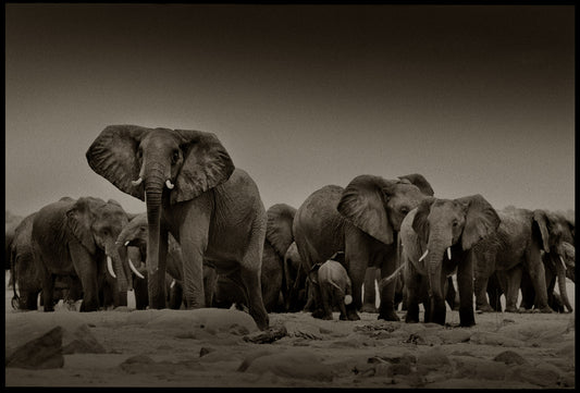 Greeting The Herd I