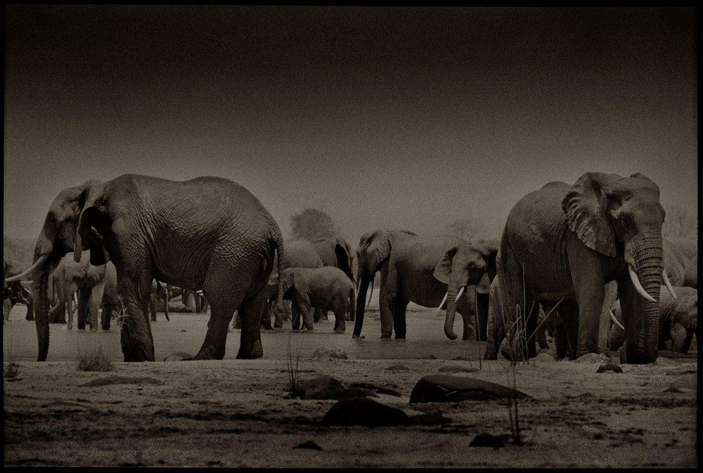 The Elephant Party