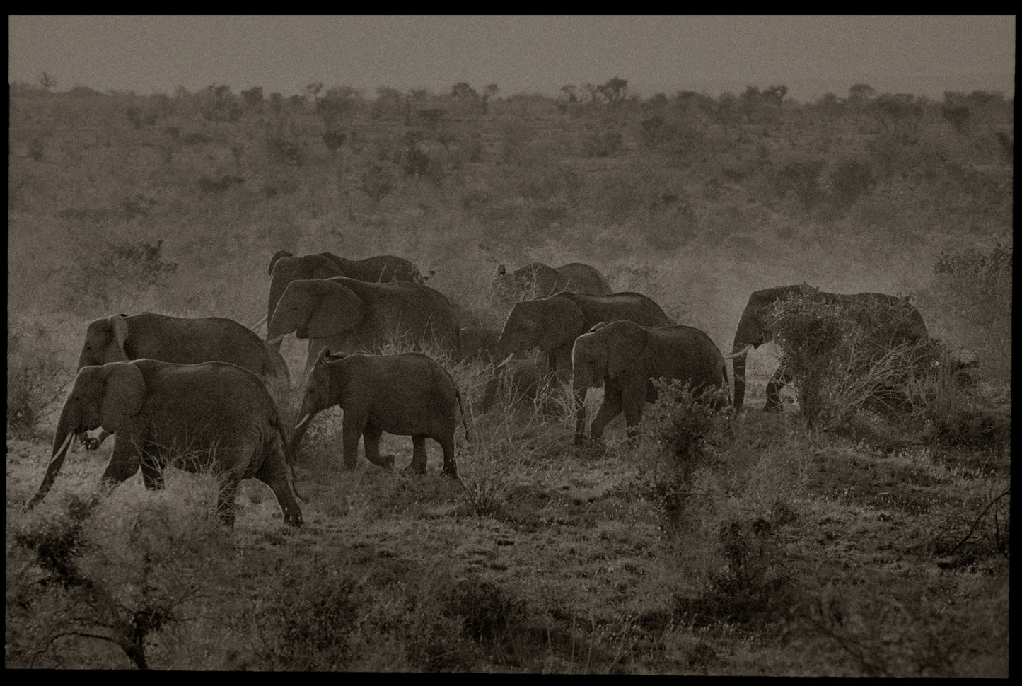 Herd on the Move