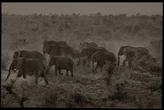 Herd on the Move