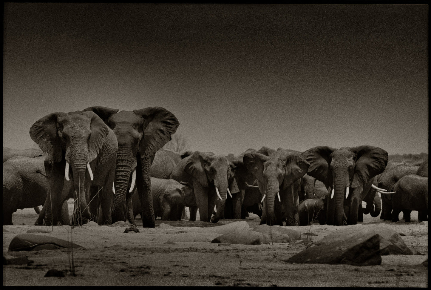 Greeting The Herd II